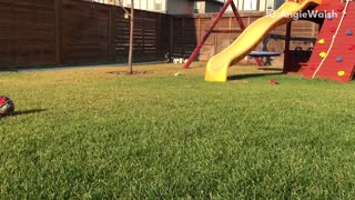 Black and brown dog runs toward camera in backyard