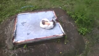 Gato é filmado enroscado dormindo em paz, em cima de uma tampa [Nature & Animals]