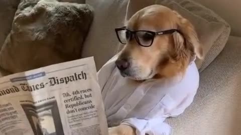 This dog reads magazines