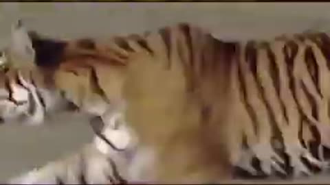 Rare tiger attack caught on camera