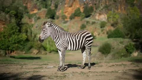 Zebras video