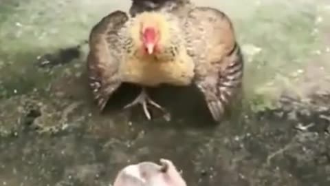 Chicken VS Dog Fight - Funny Dog Fight Videos