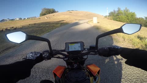 Close Call with Deer Crossing the Road