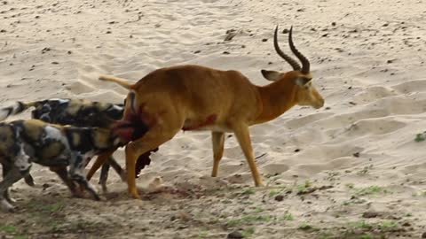 African Wild Dogs attacking and killing a puku antelope in South Luangwa National Park