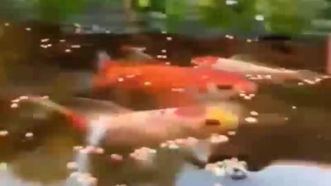 Fish can't help but rejoice when fed by their owner
