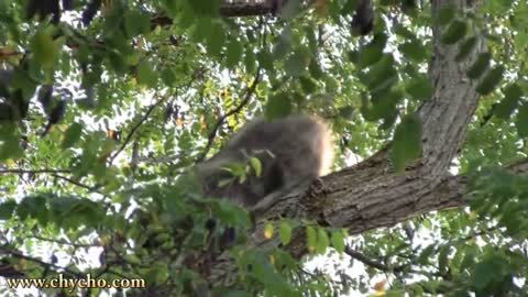 Raccoon Fight in a Tree (Animals Being Jerks/Annoying/Fighting)