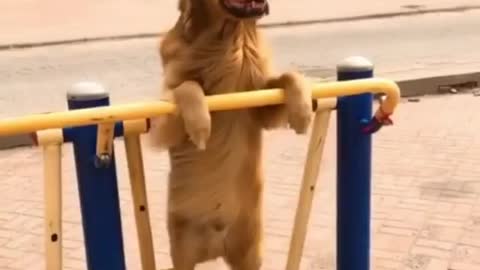 Funny Video The dog is playing on the swing