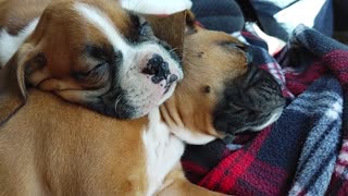 Sleeping Boxer Puppies