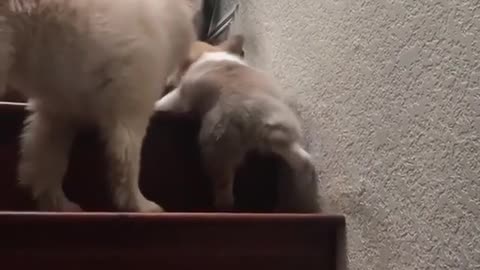 Puppy with short legs can't go up stairs