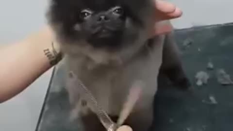 Cute Dog dancing to music while getting a haircut