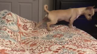 Nesting Chihuahua Puppy