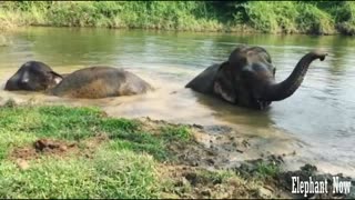 3 Elephants in The lake Swim
