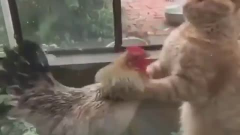 Cock vs pussy
