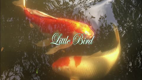 Little Bird - Solo Piano