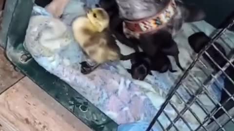 When the dog mistook the duck for his own