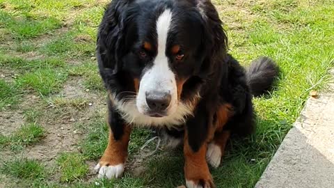 Naughty Bernese Mountain Dog plays with cushion outside