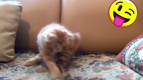 little-kitten-playing-his-toy-mouse