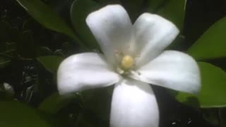 Flores brancas murta de cheiro, muito bonitas, algumas ainda vão desabrochar [Nature & Animals]