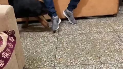 Rottweiler meet his owner after 1 year , very emotional