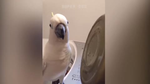 Smart And Funny Parrot Talking Videos Compilation