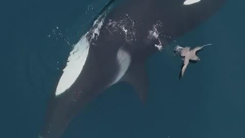 #killer #whale #killerwhales #nature #sea