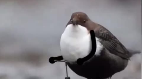 Passarinho pegando bote para atravessar rio