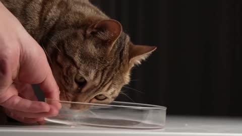 [😍ASMR cute fluffy baby cat] Ocelot's Tomahawk Steak is very delicious