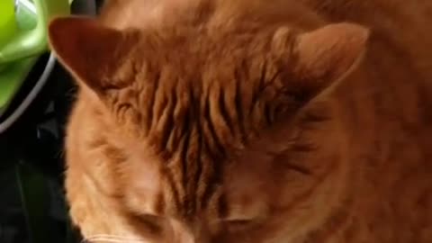 FunnyCatsToday，Funny Fat Cat You Might Never See Before, part18