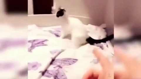 cat funny acting