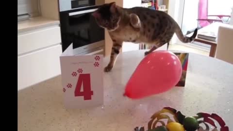 Funniest Cates vidio , cute 🐱🐱 🐈 , trianers doing fun with their pets,🐕🐕 part 4