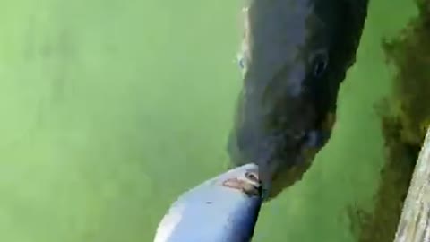 Hand Feeding Giant Fish