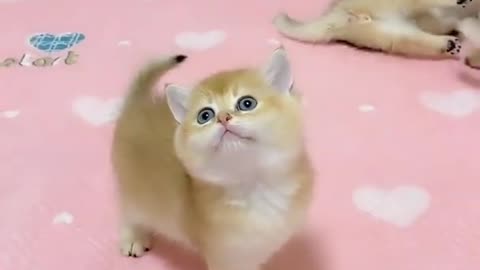 Cute kitten video