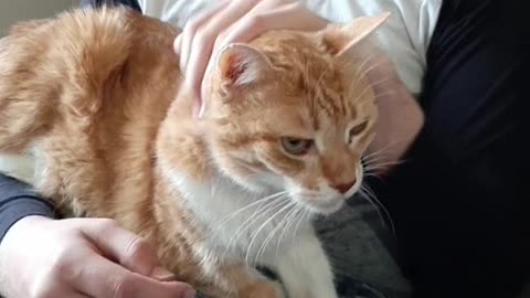 Cute Older Kitty being Loved By Favorite Human