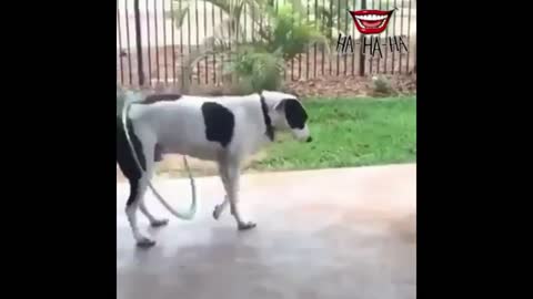 Dog dancing hula hoop. /