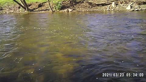 18" Rainbow Trout Fly Fishing