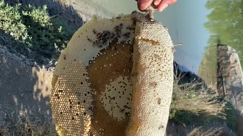 climbing to catch beehives