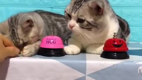 Cute cats eating food!