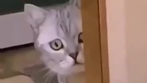 Funny cat