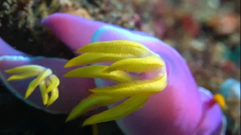Coral Reefs and Undersea Wonders in Brilliant Colors