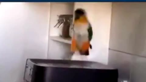 little parrot dancing to an old song-fanny video