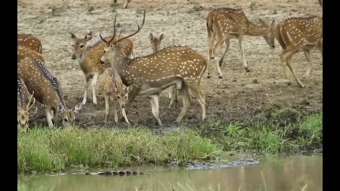 crocodile attack at the watering hole