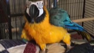 Charley blue and gold macaw parrot enjoying a spray bath