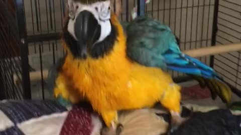 Charley blue and gold macaw parrot enjoying a spray bath