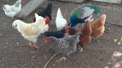 Texas Chickens Beat the Heat