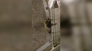 Acrobatic Wild Bear Drops Down From Balcony In Italy