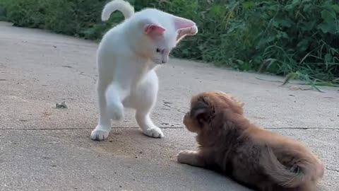 The dog stared at the kitten's tail, and the kitten kept wagging its tail