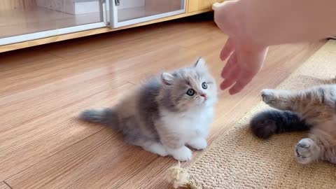 Angry little kitten tryna hit mama's hand