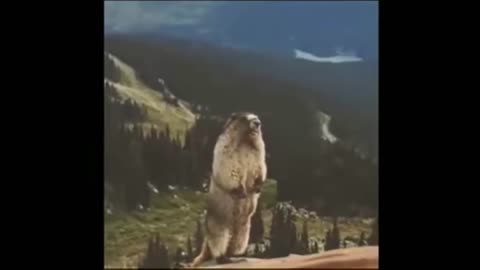 La marmotta urla