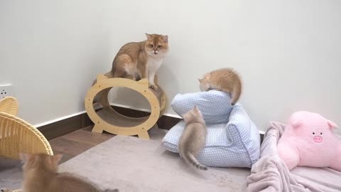 Four funny British kittens play happily with Dad Cat