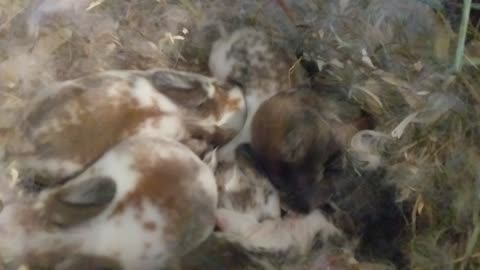 My 5 baby bunnies!